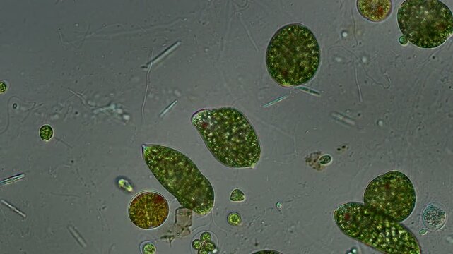 Euglena palmelloid stage at 20x under Nomarski DIC