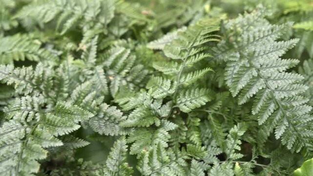 Close-up of the leaves of the fern rich color