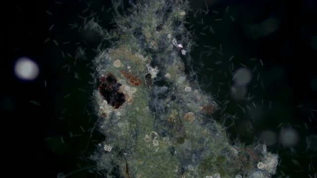 Tachysoma pellionellum at 10x under darkfield microscopy