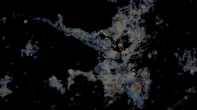 Tachysoma ciliate at 10x under darkfield microscopy