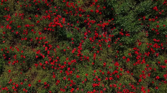 Red poppy flowers cover a large meadow to the horizon while insects move among petals on a bright sunny day