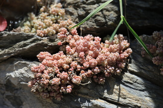 Close-up of a Graptosedum Rococo succulent- photograph at a natural stone wall in Ordino, Andorra  