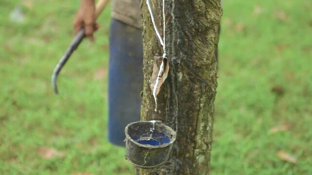 Incising Rubber Tree Trunk to Harvest Natural Latex Liquid Sap