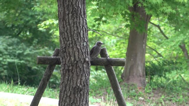 木の添え木に留まるヒヨドリ