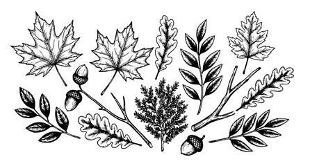 Autumn forest leaves and acorn hand drawn illustration set with botanical, illustration © Kapilbiswas