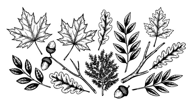 Autumn forest leaves and acorn hand drawn illustration set with botanical, illustration