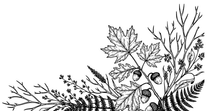 Hand drawn autumn foliage and acorn corner border design with botanical, illustration