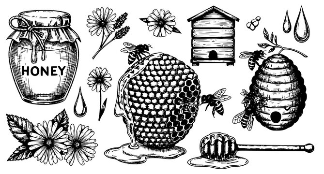 Honey production graphic set with bees and beehive honeycomb handdrawn illustration