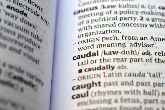Close Up English Dictionary Page With The Word Translation Of -  caudal
