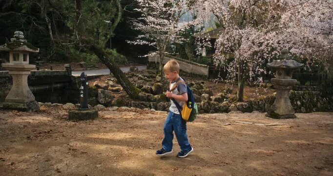 Child Running Through Japanese Garden During Cherry Blossom Season - Tracking Shot