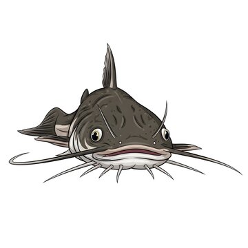 Illustration of a catfish swimming in the water