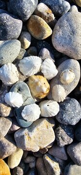 Group of white and yellow limpets seashells on a colorful pebble beach background, top view macro texture of sea shells and wet stones in bright sunlight