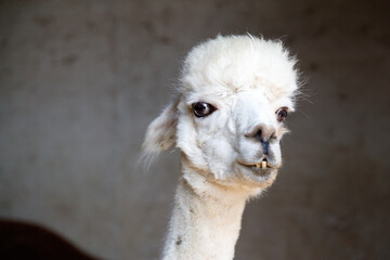 Portrait of a white alpaca, Lama pacos © 2xwilfinger