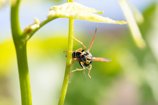 Polistes dominula paper wasp on a green plant stem
