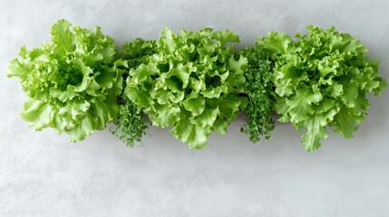 Fototapeta premium Fresh green lettuce and herbs arranged in a line on a light textured surface, vibrant urban farm produce.