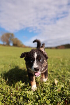 A small dog is running through a field of grass