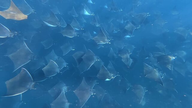 Massive Mobula Rays Gathering in Blue Ocean