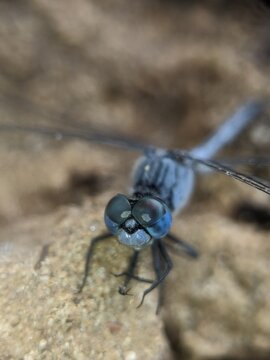 blue dragonfly on a ground