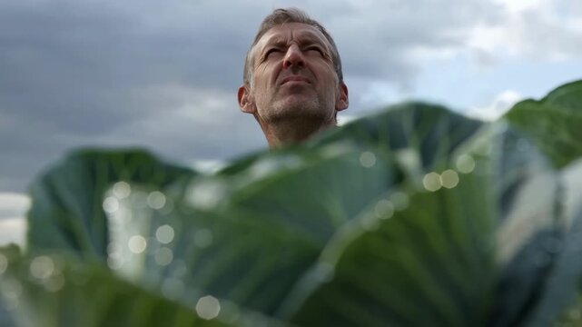 Fresh cabbage leaves with water droplets and a blurred farmer in a rural field