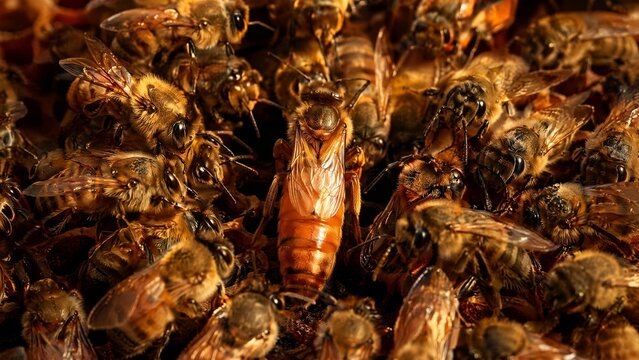 forager. A queen bee encircled by her swarm within a natural honeycomb at sunset. inspiring travel planning, wildlife magazines, designed for wildlife conservation campaigns.