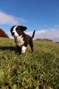 A black and white puppy is standing in a field of grass