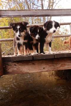 Three puppies are standing on a wooden bridge
