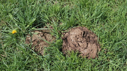 Fresh cow dung with flies resting on green grass in a countryside pasture. Natural rural farming scene with organic waste, insects, and agricultural environment © Hanna