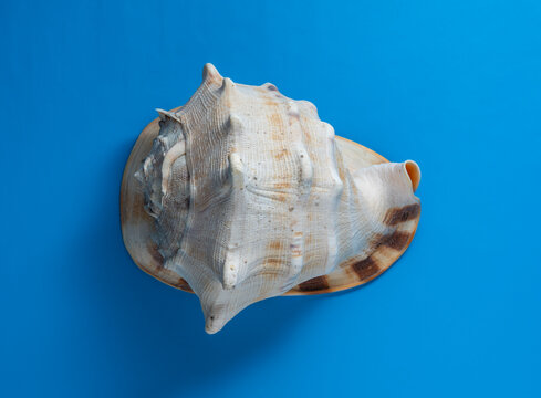Large marine seashell on bright blue background, closeup. Top view of a big textured sea shell isolated on a vibrant blue background summer vacation concept