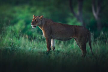 Lionesse is the backbone of a pride © ahmed