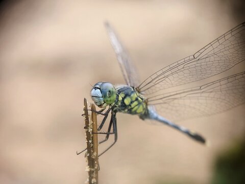 close up of a dragonfly on a branch