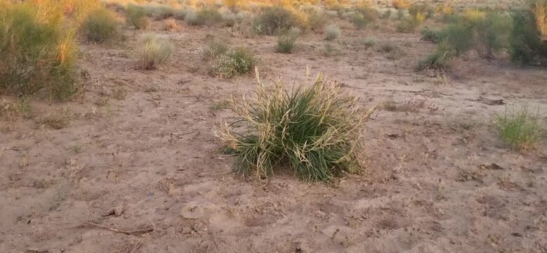 Walking Through Desert Vegetation Toward a Turanga Grove in Kazakhstan
