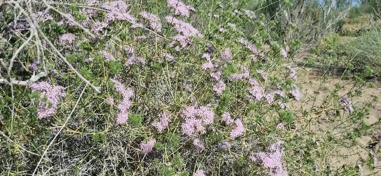 Flowering Desert Shrub with Butterflies and Insects in Kazakhstan