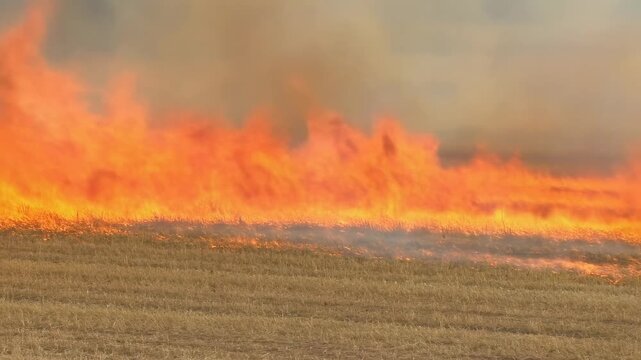 Controlled burn in agricultural field creating vibrant flames and smoke. Essential for land management and ecological balance