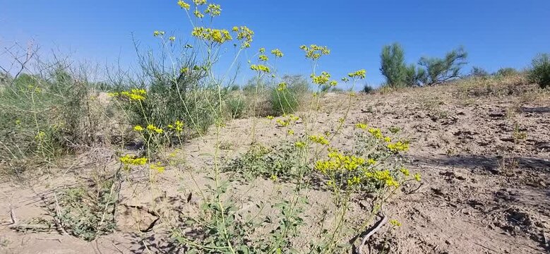 Yellow Desert Flower Swaying in the Wind Against Blue Sky