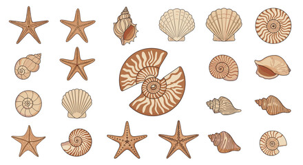 Fototapeta premium Assorted collection of sea shells and starfishes in various shapes and sizes with natural brown patterns on a plain white background.