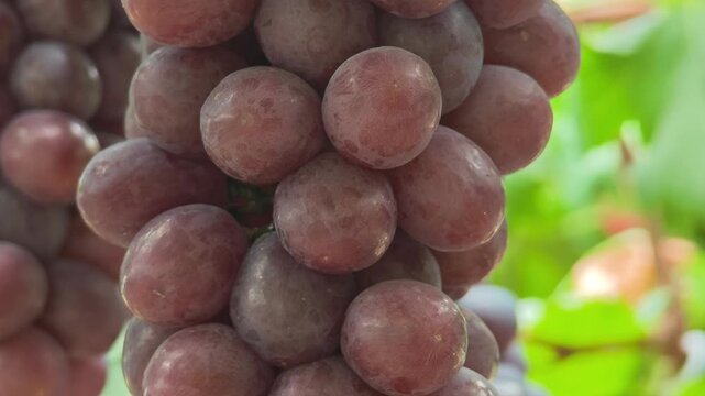 Fresh seedless grapes from the farm.