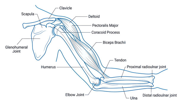 Anatomy of human arm muscles labeled.