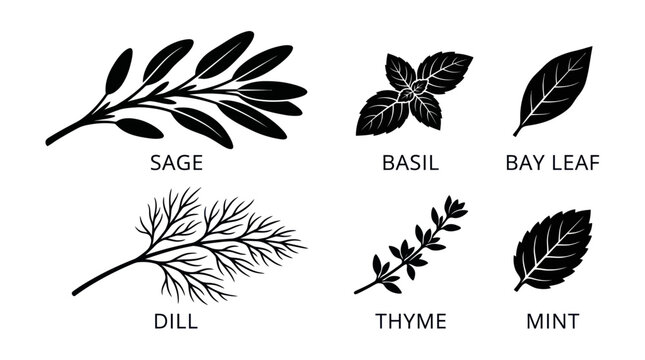 Herbs leaves illustrations set.