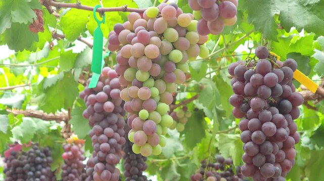 Fresh seedless grapes from the farm.