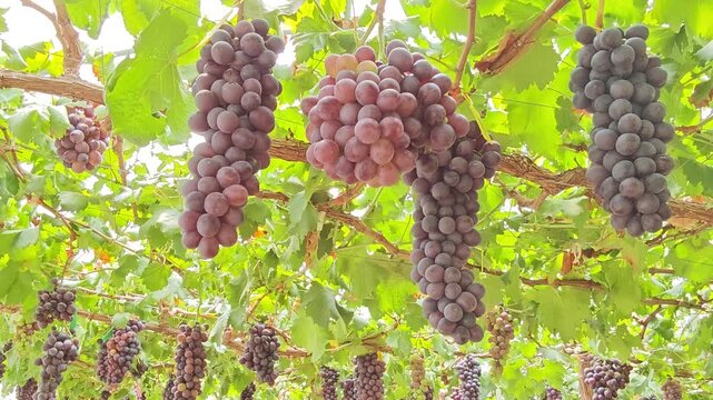 Fresh seedless grapes from the farm.
