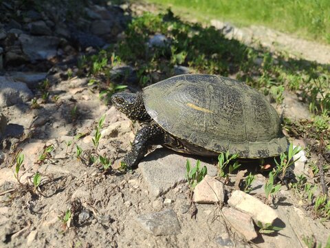 European pond turtle (Emys orbicularis) in the wild nature of Ukraine.