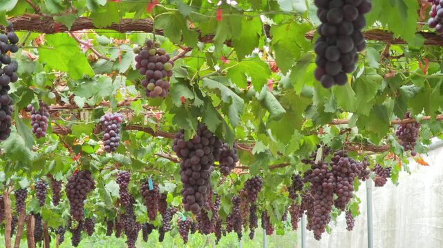 Fresh seedless grapes from the farm.