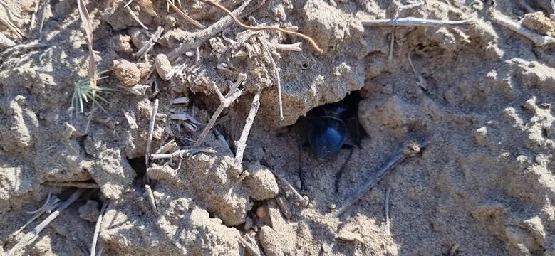 Black Beetle Excavating Sand at the Entrance of Its Burrow