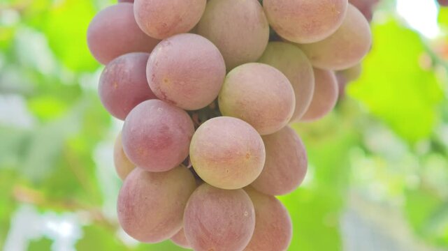 Fresh seedless grapes from the farm.