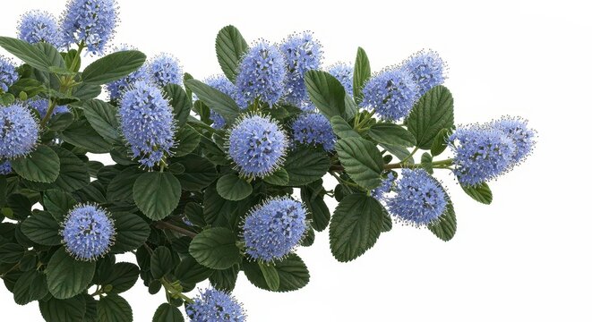 Ceanothus flowering branch isolated on white background