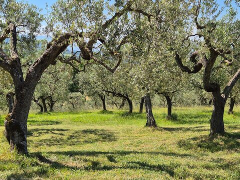 Olive tree grove in sunny landscape