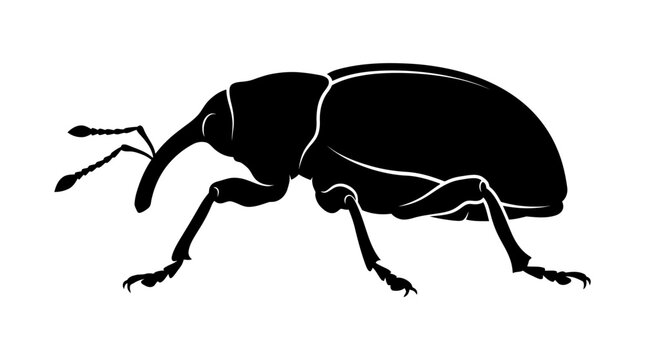 Black beetle insect side profile.