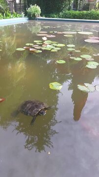 Turtle swimming in garden pond with lily pads, aquatic reptile in natural water habitat