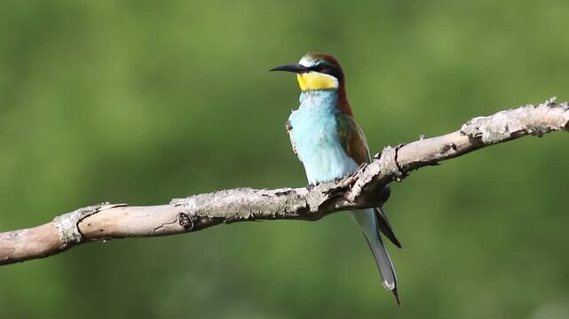 European Bee-Eater Preening and Chirping on a Branch, Close-Up