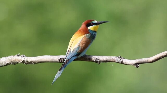 European Bee-Eater Perched on a Tree Branch and Singing, Profile View Close-Up